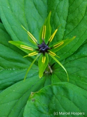 Paris quadrifolia