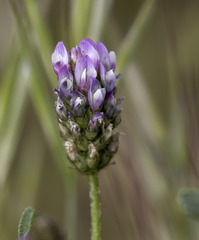 Astragalus didymocarpus
