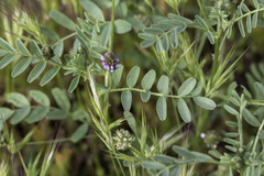Astragalus didymocarpus