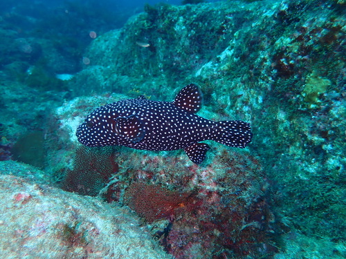 Photo of Guinea fowl puffer (Arothron meleagris)