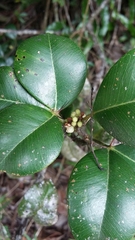 Zanthoxylum punctatum