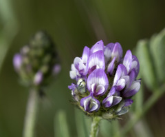 Astragalus didymocarpus