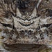 Texas Horned Lizard - Photo (c) Yinpeng Zhang, some rights reserved (CC BY-NC), uploaded by Yinpeng Zhang
