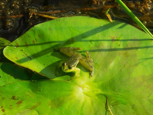 Uruguay Harlequin Frog, Pseudis limellum