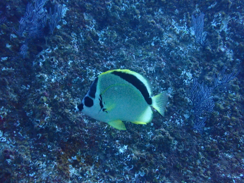 Photo of Barberfish (Johnrandallia nigrirostris)