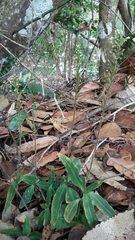Microchilus