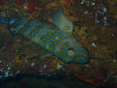 Giant hawkfish (Cirrhitus rivulatus) — Cirrhitidae