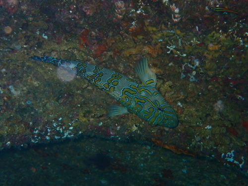 Photo of Giant hawkfish (Cirrhitus rivulatus)