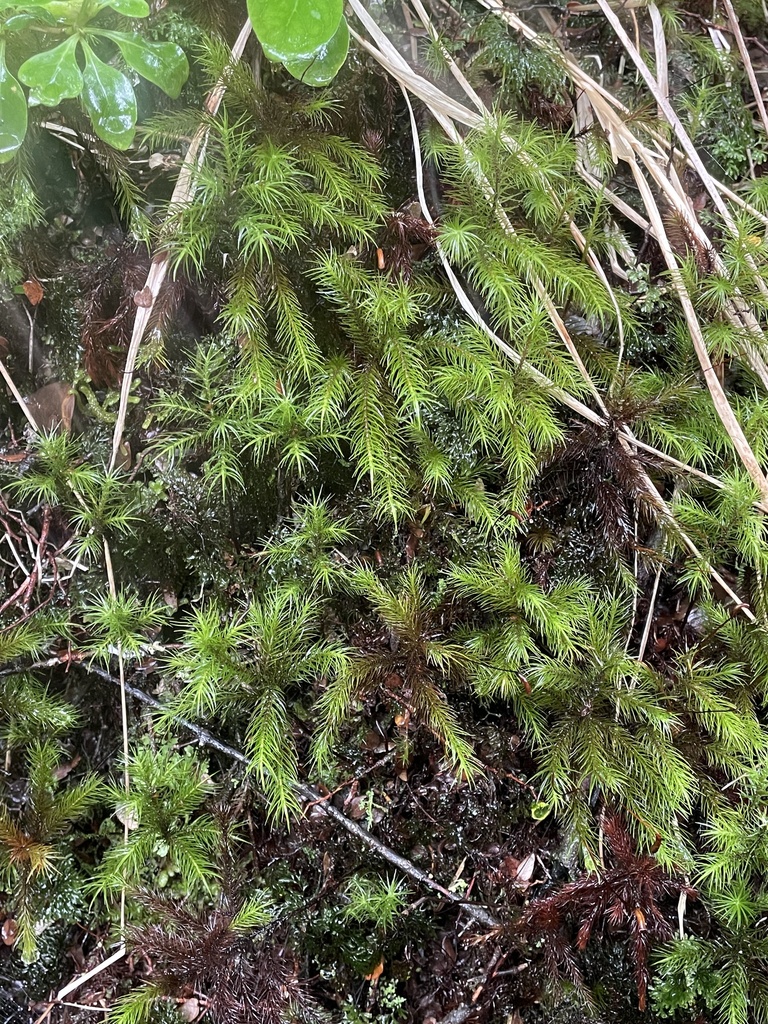 Dendroligotrichum tongariroense from Tongariro National Park, Tongariro ...