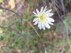 Rafinesquia californica