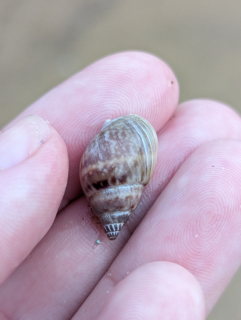 Nassarius graphiterus from South Mission Beach QLD 4852, Australia on ...