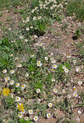 Aphanostephus riddellii