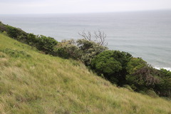 Tarchonanthus trilobus