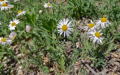 Aphanostephus riddellii