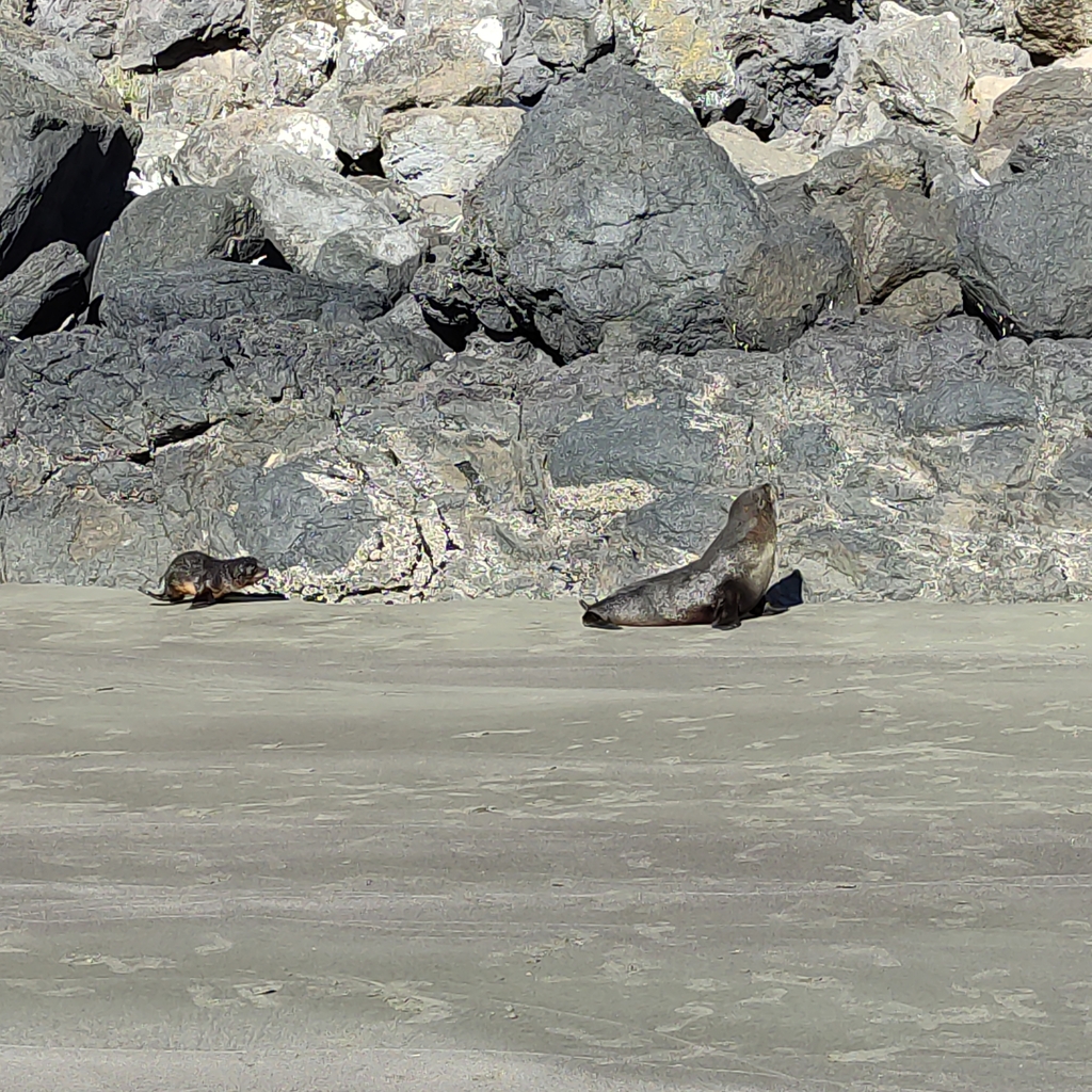 New Zealand Fur Seal from Christchurch including Banks Peninsula, NZCA