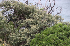 Tarchonanthus trilobus