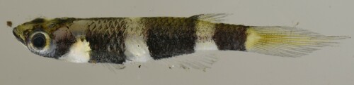 Banded panchax (Epiplatys annulatus) — Nothobranchiidae