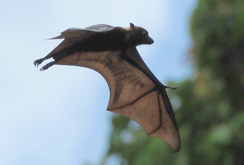 Pteropus tonganus observed 2024-01-18