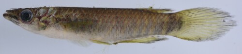Banded epiplatys (Epiplatys fasciolatus) — Nothobranchiidae — 3