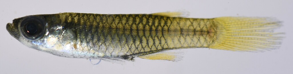Blue-eye (Poropanchax normani) — Poeciliidae