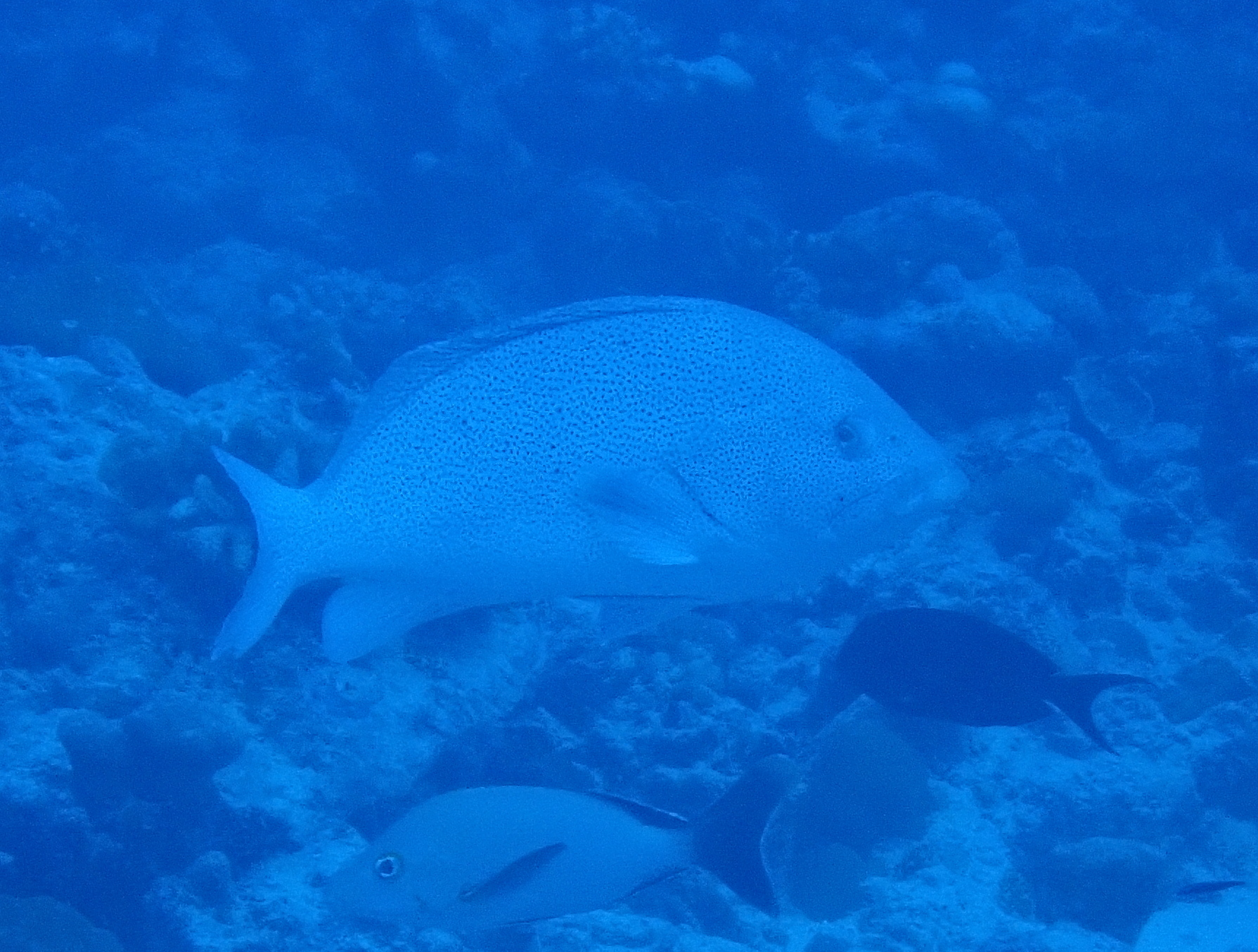 細點石斑魚(藍瓜子斑/藍鰭石斑魚) Epinephelus cyanopodus