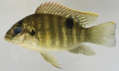 Cichlid photo 2