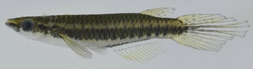 Barmoi panchax (Epiplatys barmoiensis) — Nothobranchiidae