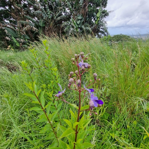 Foto de Escova-de-macaco