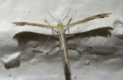 Oxyptilini