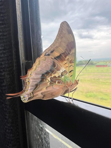 Green-veined Emperor