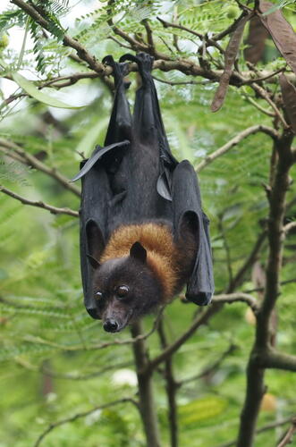 Insular Flying Fox