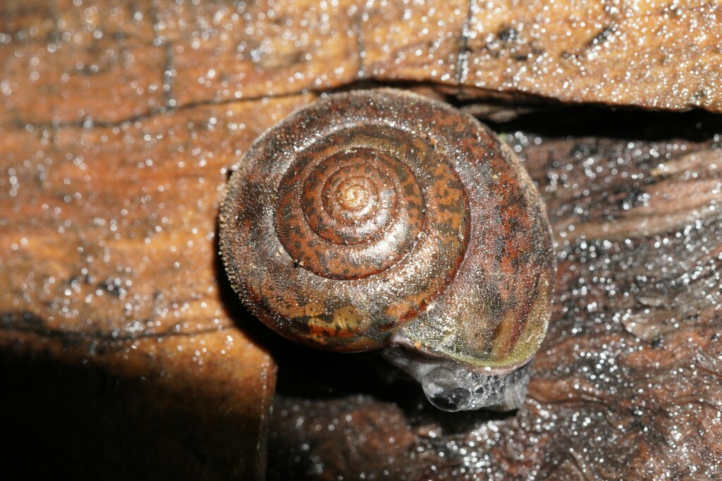 Shoulderband Snails from San Diego County, CA, USA on January 20, 2024 at 0546 PM by Anthony Ye