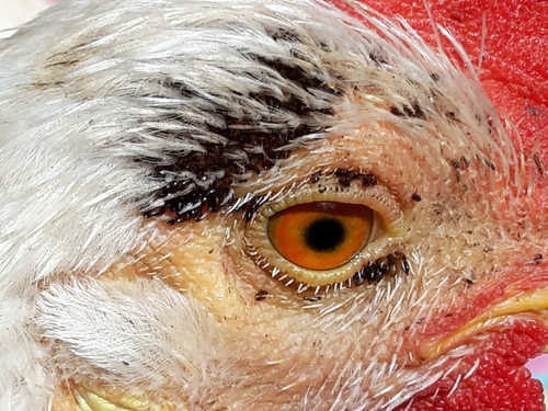 Hen Flea photo 2