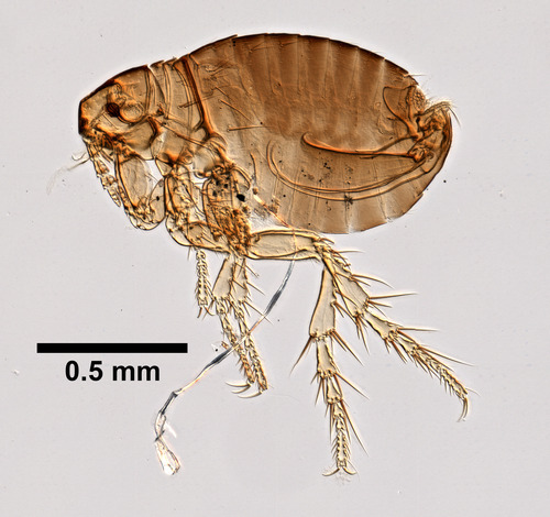 Hen Flea photo 3