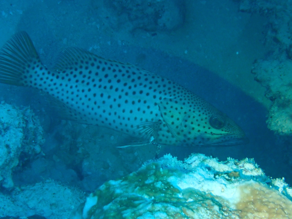 Slender grouper