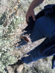 Paracotalpa granicollis