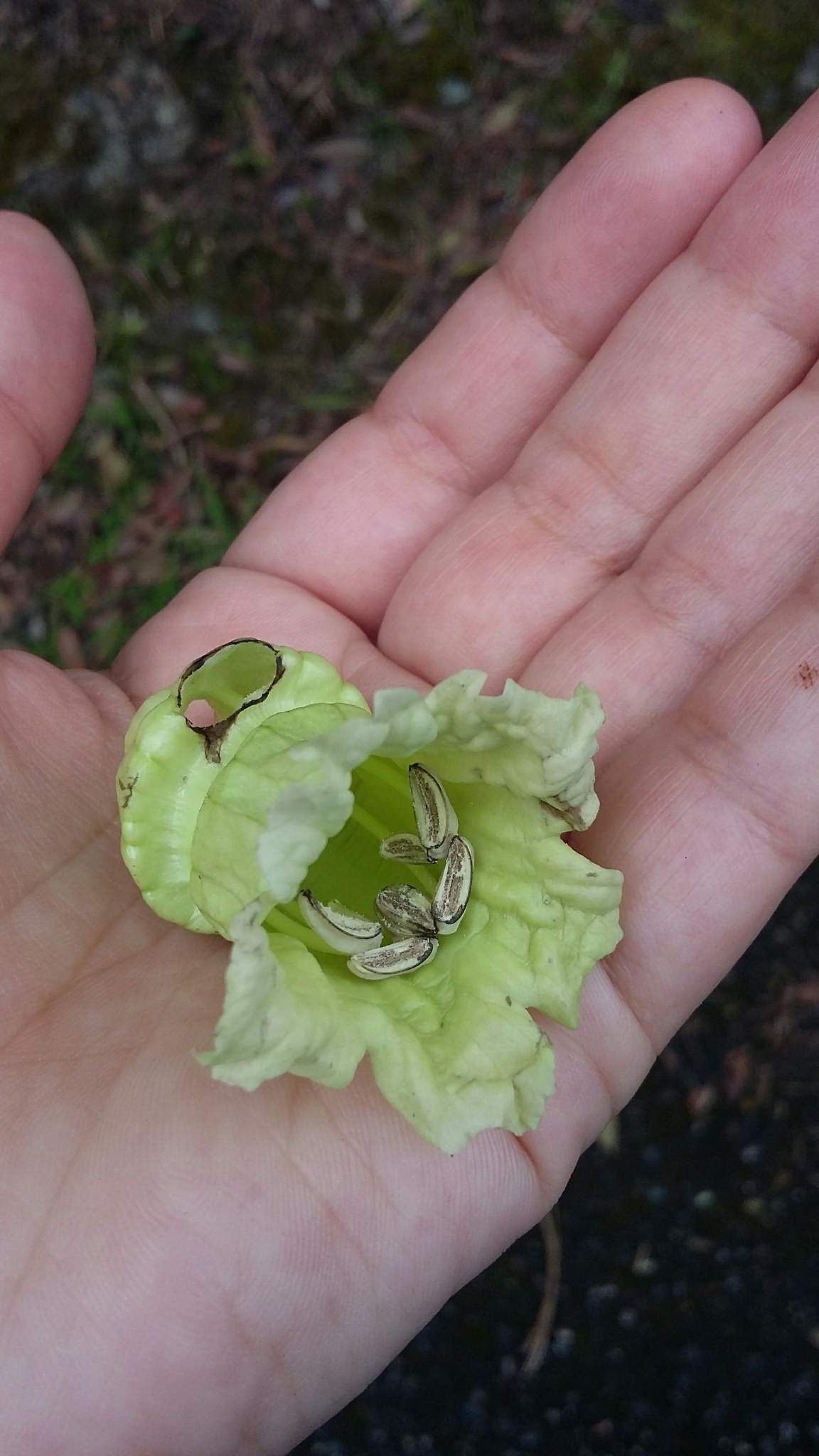 Crescentia portoricensis
