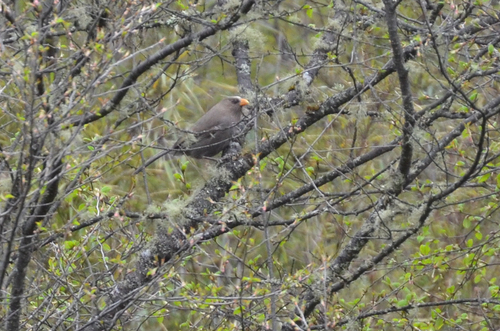 Great Parrotbill (Paradoxornis aemodius), photo 7