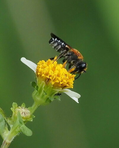 Shadow-winged Resin Bee (Megachile umbripennis), a species recorded in Hawaii