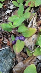 Coccocypselum herbaceum