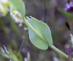 Caulanthus californicus
