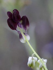 Caulanthus californicus