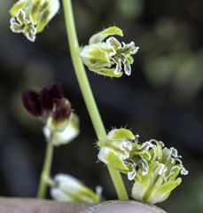 Caulanthus californicus