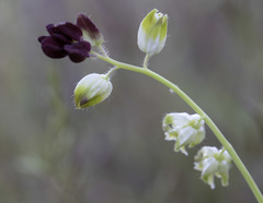 Caulanthus californicus