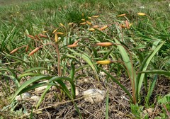 Tulipa sylvestris australis