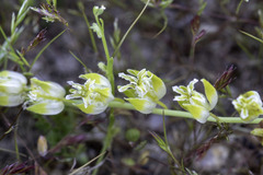 Caulanthus californicus