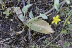 Caulanthus californicus