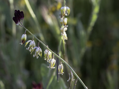 Caulanthus californicus