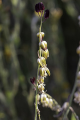 Caulanthus californicus