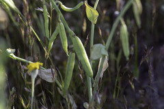 Caulanthus californicus